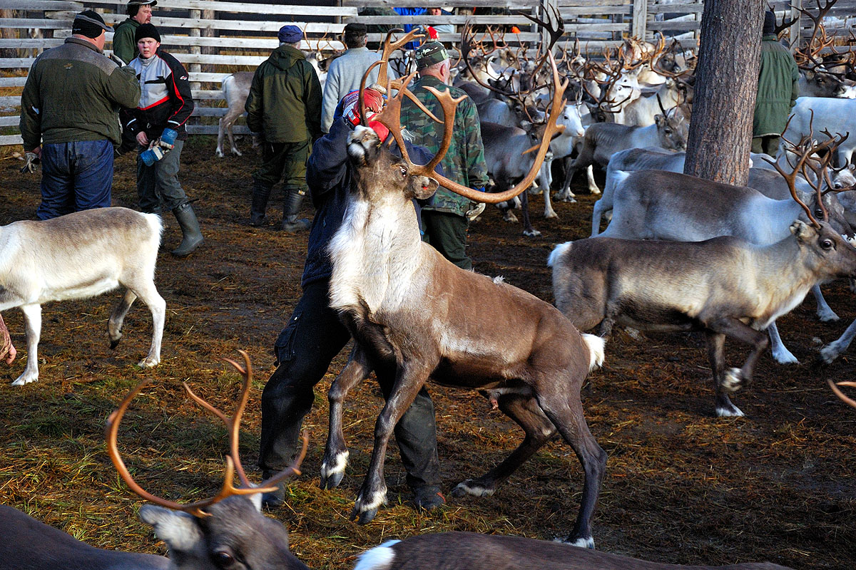 reindeer round up gerald zojer s blog reindeer round up gerald zojer s blog
