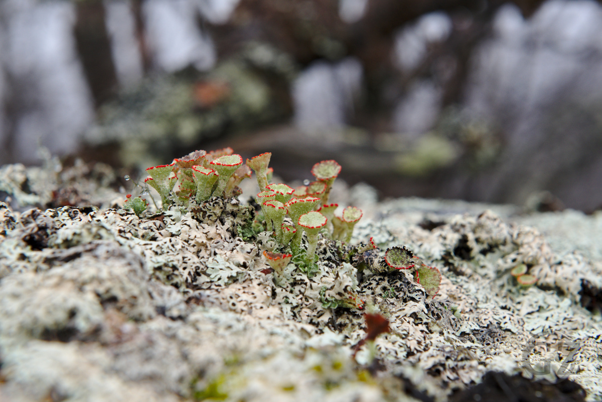 Wet lichen, growing on a rock