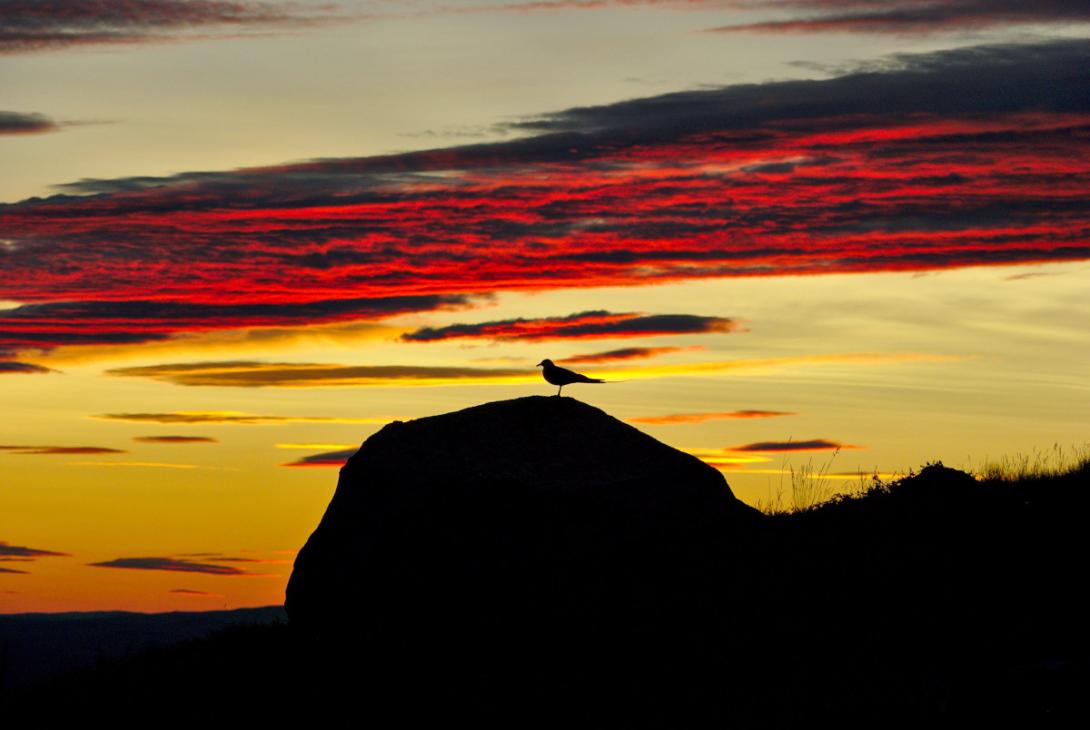 silhuette of bird during sunset